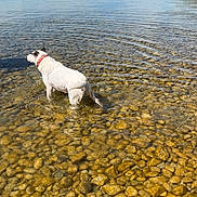 Laya a rejoint le concours — aidez-le/la à gagner de superbes lots ! dog, water, lake, rocks, mountains, sky, outdoor, nature, collar, clear_water, shallow_water, animal, pet, reflection, landscape, serene, blue_sky, summer, daytime, peaceful