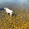 dog, water, lake, rocks, mountains, sky, outdoor, nature, collar, clear_water, shallow_water, animal, pet, reflection, landscape, serene, blue_sky, summer, daytime, peaceful