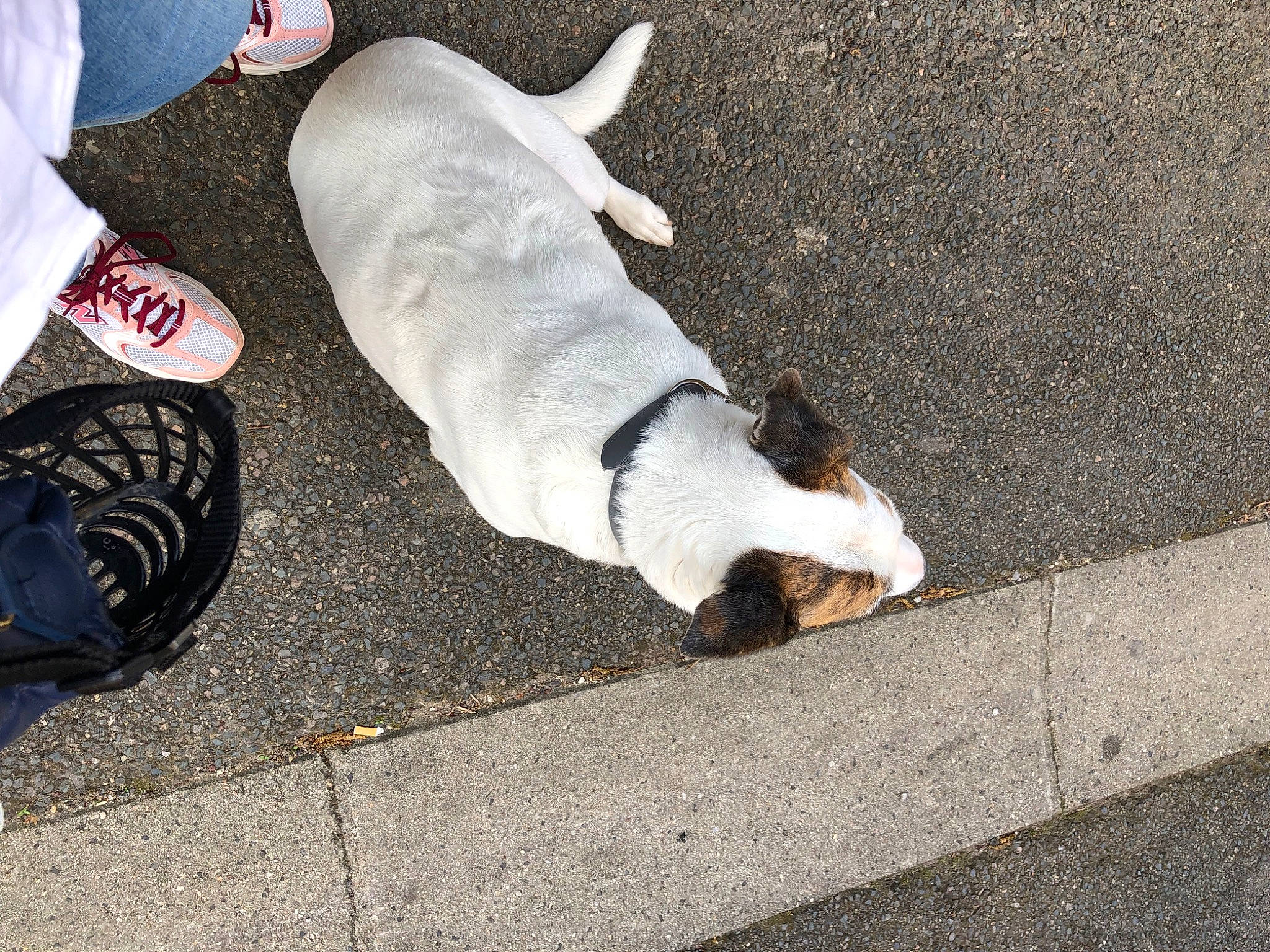 Laya participe au concours pour gagner de l'argent avec cette photo : asphalt, carmine, carnivore, companion_dog, dog, dog_breed, dog_supply, foot, fur, human_leg, paw, road, road_surface, shadow, sidewalk, street, street_dog, tail, walking_shoe, working_animal