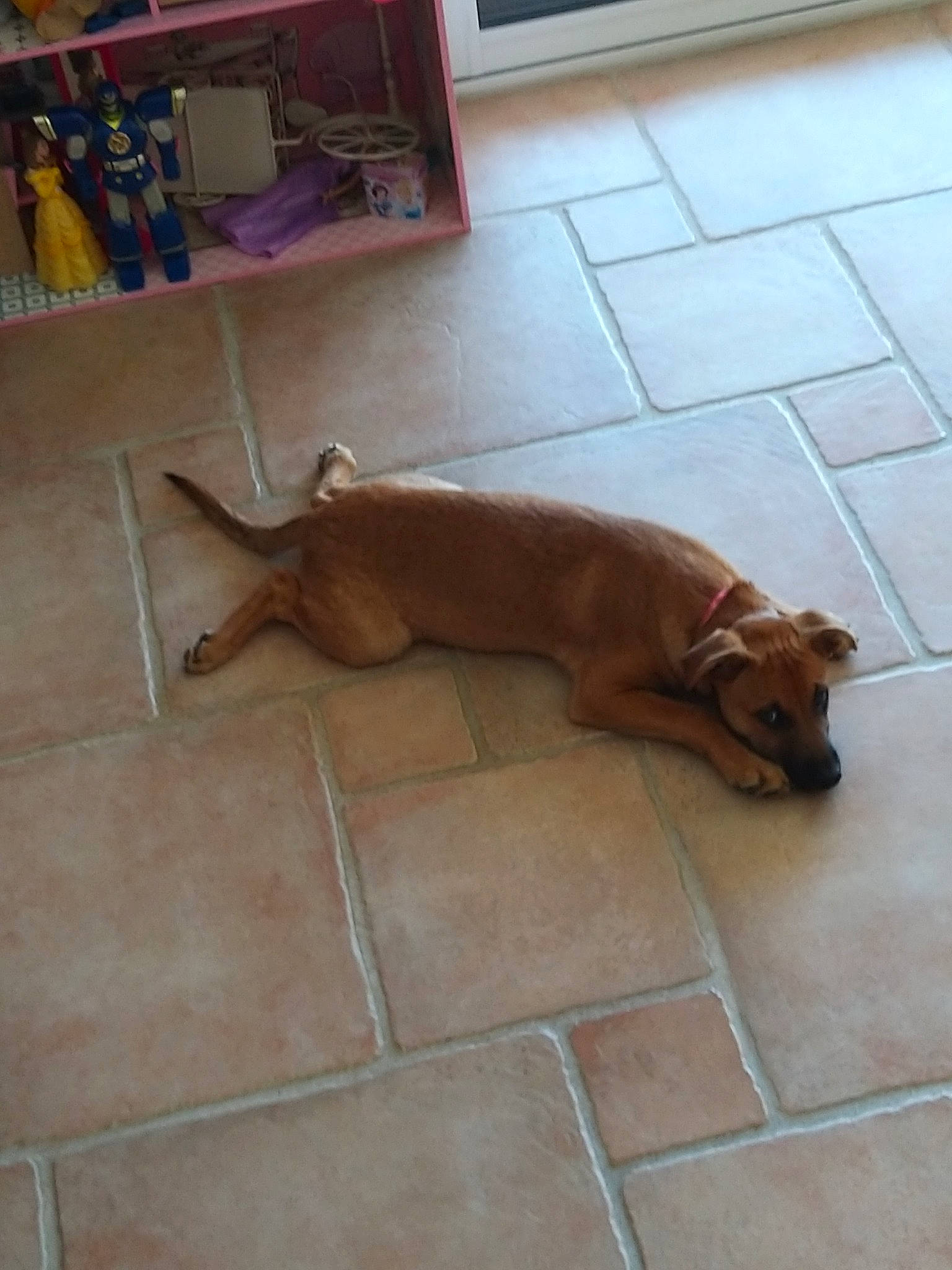 Alfred participe au concours pour gagner de l'argent avec cette photo : canidae, caramel_color, carnivore, companion_dog, dog, dog_breed, fawn, floor, flooring, hardwood, liver, redbone_coonhound, rhodesian_ridgeback, snout, sporting_group, tile, vizsla