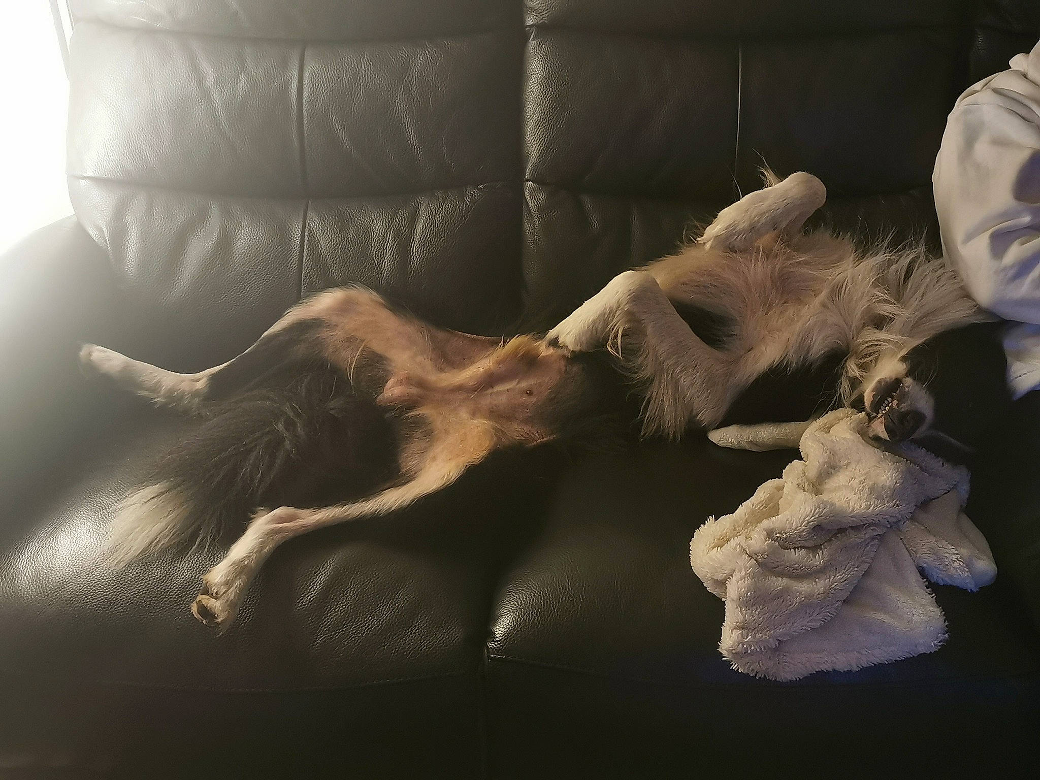 Vtec participe au concours pour gagner de l'argent avec cette photo : art, artifact, comfort, companion_dog, couch, darkness, flooring, fur, gesture, glove, human_leg, monochrome_photography, room, sculpture, shadow, still_life_photography, tail, tints_and_shades, visual_arts, wood