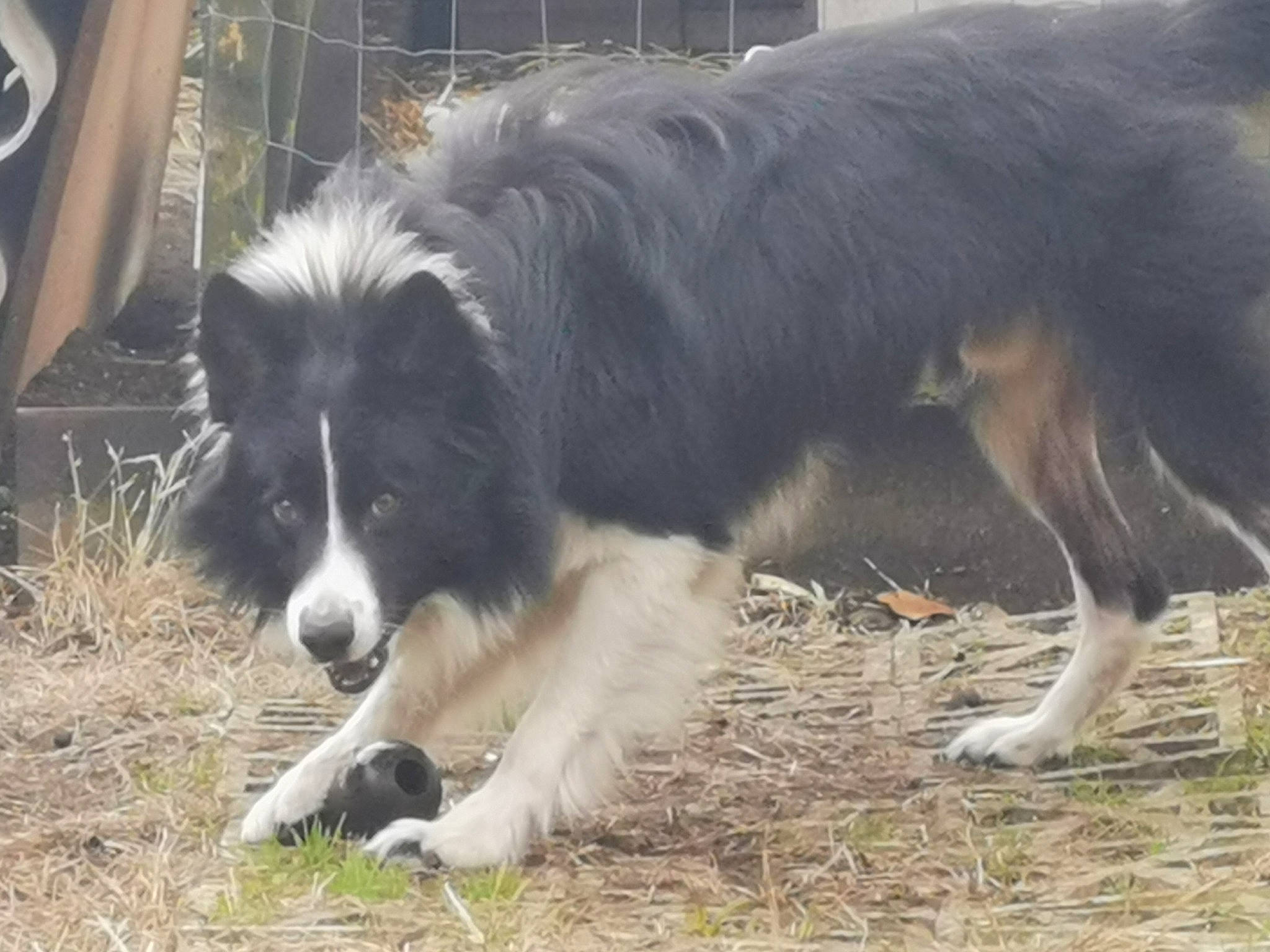 Vtec participe au concours pour gagner de l'argent avec cette photo : australian_collie, border_collie, canidae, carnivore, collie, companion_dog, dog, dog_breed, fur, grass, herding_dog, sporting_group, terrestrial_animal, working_dog