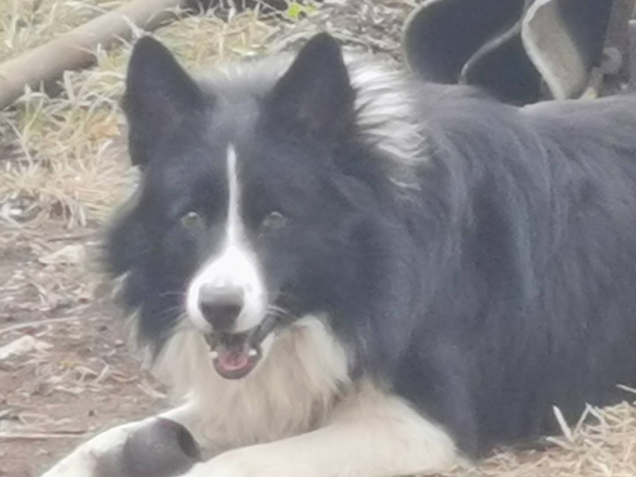 Vtec a rejoint le concours — aidez-le/la à gagner de superbes lots ! australian_collie, border_collie, canidae, carnivore, companion_dog, dog, dog_breed, fur, grass, herding_dog, russo_european_laika, snout, sporting_group, terrestrial_animal, whiskers, working_animal, working_dog