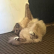 Ghost joined the competition — help win amazing prizes! cat, fluffy, carpet, indoor, stretching, paw, door, feline, pet, relaxed, animal, cute, fur, whiskers, lying_down, home, domestic, mammal, resting, playful