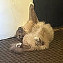 cat, fluffy, carpet, indoor, stretching, paw, door, feline, pet, relaxed, animal, cute, fur, whiskers, lying_down, home, domestic, mammal, resting, playful