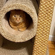 Sparky joined the competition — help win amazing prizes! animal, carpet, cat, cat_tree, cozy, curious, cute, ears, feline, fur, home, indoor, looking, orange_cat, pet, pet_furniture, tabby, tunnel, whiskers, wood_floor
