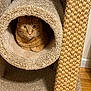 animal, carpet, cat, cat_tree, cozy, curious, cute, ears, feline, fur, home, indoor, looking, orange_cat, pet, pet_furniture, tabby, tunnel, whiskers, wood_floor