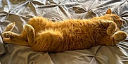 Sparky is registered to the contest to win money with this photo: animal, bed, blanket, cat, comfort, cozy, cute, feline, fur, home, indoor, orange_cat, paw, pet, relaxed, resting, sleep, sleeping, soft, texture