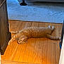 Sparky joined the competition — help win amazing prizes! animal, carpet, cat, cozy, cute, domestic_animal, feline, floor, furniture, home_interior, indoor, living_room, orange_cat, pet, relaxation, resting, sofa, stretching, tabby, wooden_floor