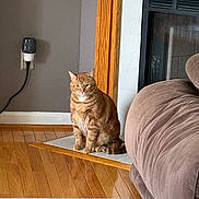 Taffer joined the competition — help win amazing prizes! cat, cozy, decor, domestic, fireplace, fur, furnishing, household, indoor, living_room, mammal, orange_tabby, pet, quiet, relaxed, rug, sitting, sofa, wall_outlet, wood_floor