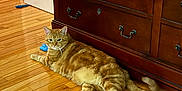 Taffer is registered to the contest to win money with this photo: cat, curiosity, domestic_cat, dresser, feline, flooring, furniture, ginger_cat, home, indoor, orange_fur, pet, playful, relaxed, resting, tail_motion, toy, whiskers, wood_floor, wooden