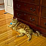 cat, curiosity, domestic_cat, dresser, feline, flooring, furniture, ginger_cat, home, indoor, orange_fur, pet, playful, relaxed, resting, tail_motion, toy, whiskers, wood_floor, wooden