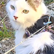 Nova a rejoint le concours — aidez-le/la à gagner de superbes lots ! cat, outdoor, animal, pet, white, tabby, fur, harness, grass, gravel, curious, closeup, nature, mammal, whiskers, ears, tail, young, cute, portrait
