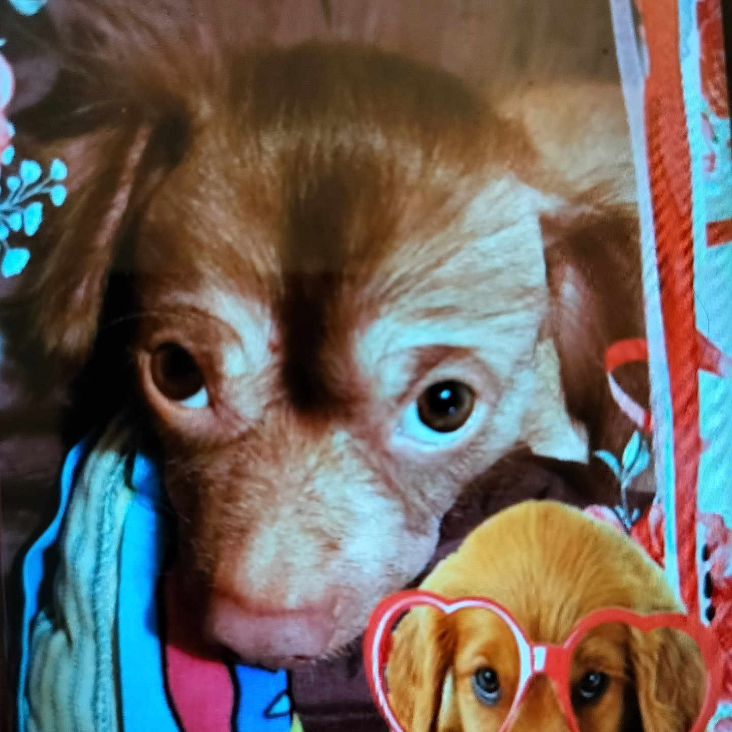 Margaret Breeden joined the competition — help win amazing prizes! animal, blanket, brown_fur, close_up, colorful, cute, decorative, dog, fabric, flower, heart_shaped_glasses, indoor, pet, photo_of_photo, portrait, puppy, reflection, resting, rose, soft