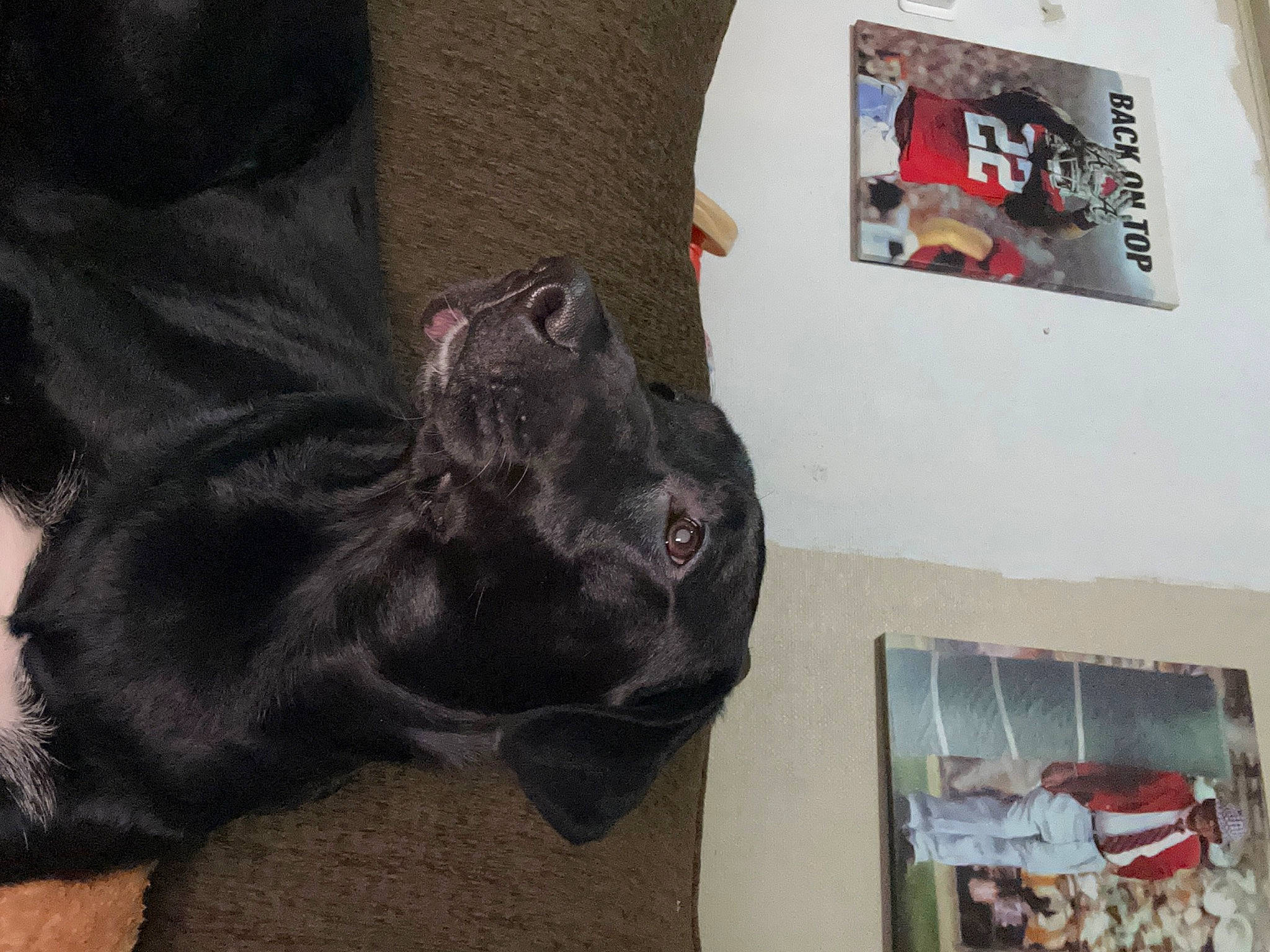 Daisy joined the competition — help win amazing prizes! art, canidae, carmine, carnivore, companion_dog, dog, dog_breed, felidae, fur, guard_dog, liver, picture_frame, room, sculpture, small_to_medium_sized_cats, snout, sporting_group, tail, visual_arts, whiskers