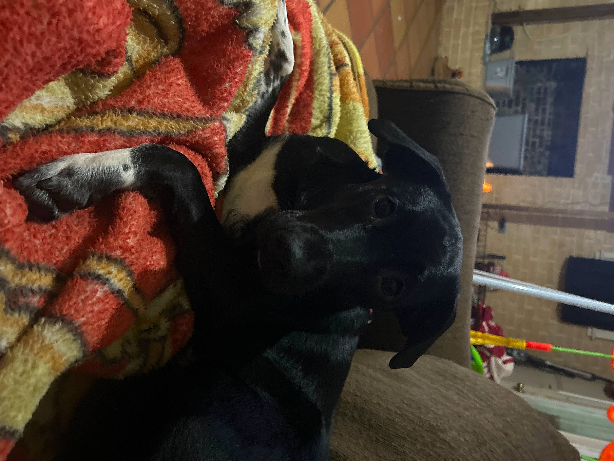 Daisy is registered to the contest to win money with this photo: carmine, carnivore, comfort, companion_dog, dog, dog_breed, fawn, felidae, fur, guard_dog, linens, pattern, small_to_medium_sized_cats, snout, sporting_group, tail, whiskers, wood, working_animal, woven_fabric