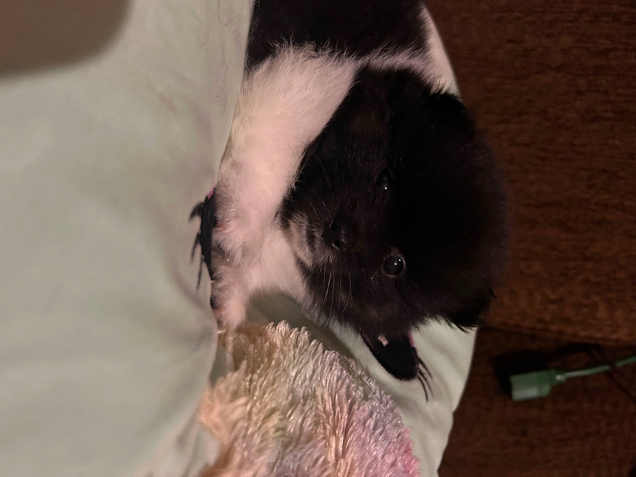 Enzo is registered to the contest to win money with this photo: canidae, carnivore, claw, companion_dog, dog, dog_breed, felidae, fur, non_sporting_group, paw, puppy, small_to_medium_sized_cats, snout, sporting_group, tail, terrestrial_animal, whiskers, working_animal