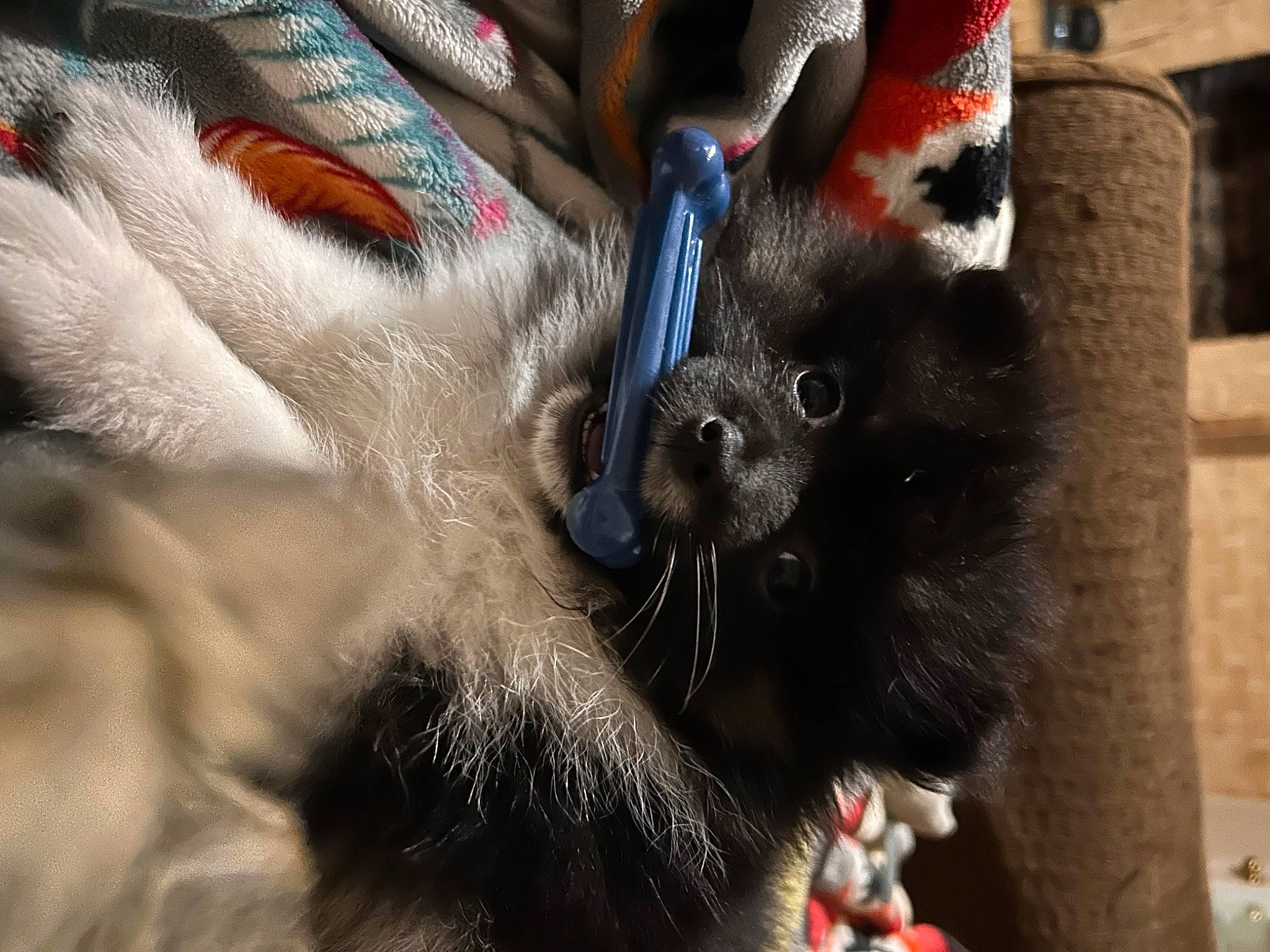 Enzo is registered to the contest to win money with this photo: canidae, carnivore, cat, claw, collar, dog_breed, domestic_short_haired_cat, fawn, feather, felidae, fur, human_leg, paw, small_to_medium_sized_cats, snout, sporting_group, tail, terrestrial_animal, whiskers, wildlife