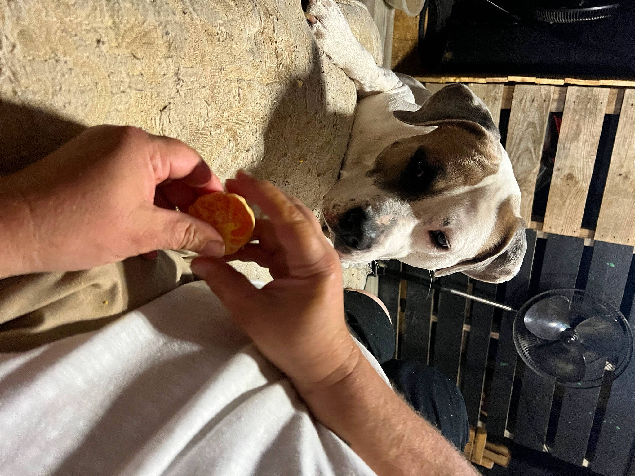 General is registered to the contest to win money with this photo: art, bone, carnivore, comfort_food, companion_dog, dog, dog_breed, eyewear, fawn, fur, goats, hand, human_leg, milk, nail, sporting_group, thumb, wood, working_animal, wrist