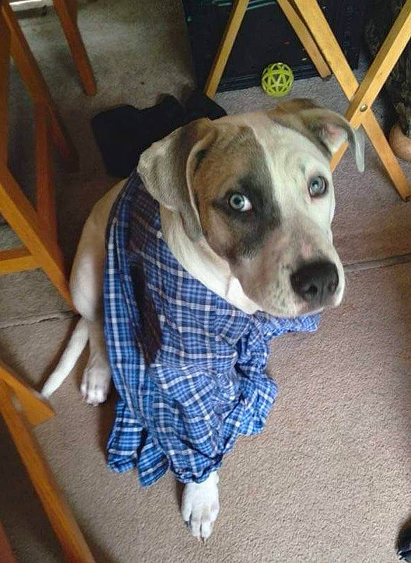 General is registered to the contest to win money with this photo: canidae, carnivore, chair, collar, companion_dog, dog, dog_breed, dog_clothes, dog_collar, dog_supply, fawn, flooring, pet_supply, plaid, snout, sporting_group, tartan, whiskers, wood, working_animal