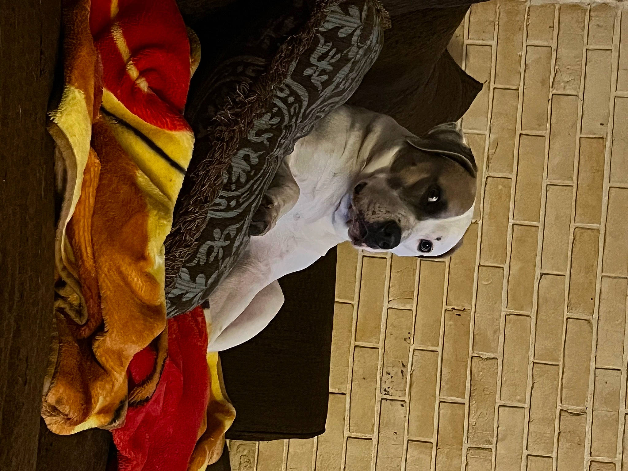 General joined the competition — help win amazing prizes! art, artifact, carmine, carving, eyewear, facade, fictional_character, flooring, fur, mask, monument, pattern, sculpture, skull, statue, sunglasses, tradition, tree, visual_arts, wood