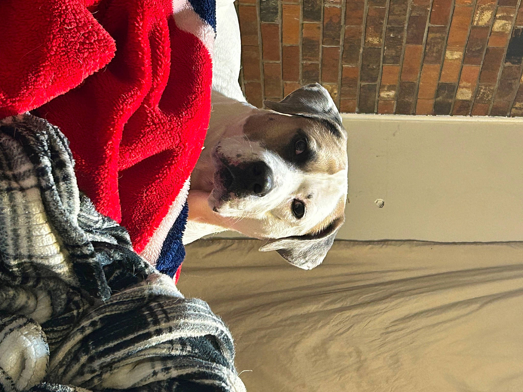 General is registered to the contest to win money with this photo: carmine, carnivore, companion_dog, dog, dog_breed, dog_collar, dog_supply, fawn, fur, human_leg, outerwear, pattern, plaid, shoe, snout, sporting_group, tartan, whiskers, wood, working_animal