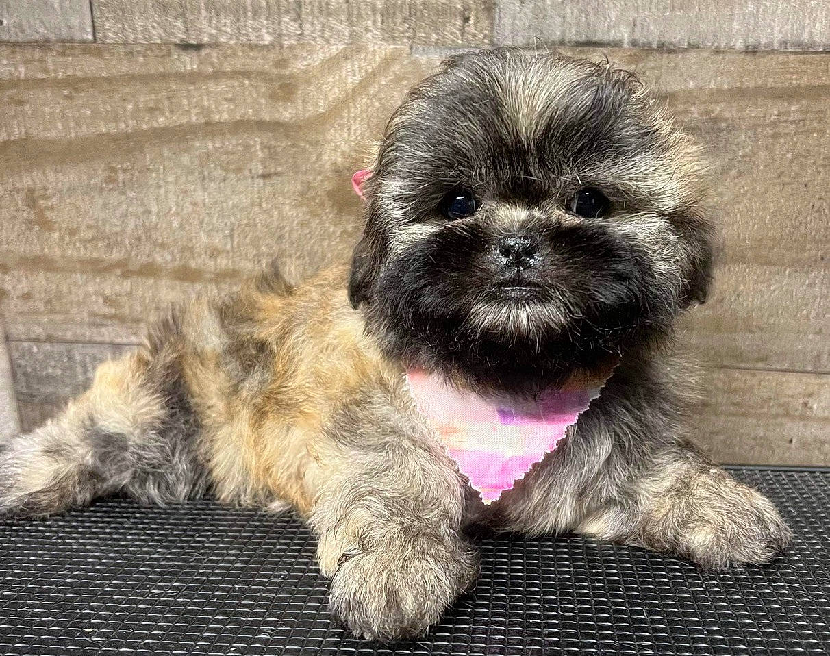 Bella joined the competition — help win amazing prizes! canidae, carnivore, companion_dog, dog, dog_breed, dog_supply, ear, fawn, fur, liver, paw, pet_supply, shih_tzu, small_terrier, snout, sporting_group, tail, terrier, toy_dog, working_animal