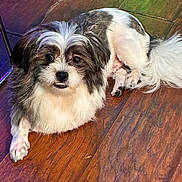 Snickerdoodle is registered to the contest to win money with this photo: adorable, alert, animal, black_and_white, companion, cute, dog, domestic_animal, fluffy, friendly, fur, indoor, looking_up, lying_down, paw, pet, relaxed, small_dog, tail, wooden_floor