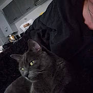 Mist participe au concours pour gagner de l'argent avec cette photo : cat, gray_cat, pet, indoor, cozy, blanket, furniture, kitchen, domestic, relaxed, animal, mammal, companion, resting, feline, home, person_partial, dark, soft_light, casual