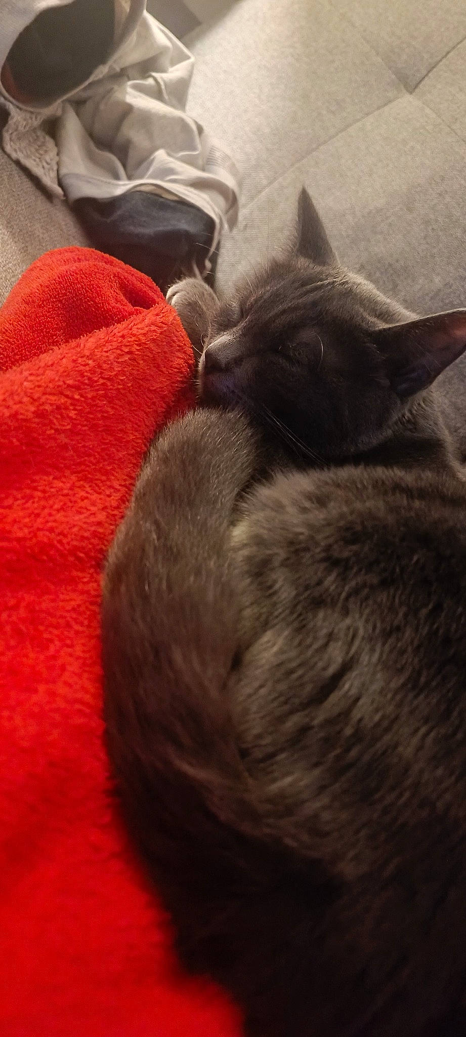 Mist a rejoint le concours — aidez-le/la à gagner de superbes lots ! carmine, carnivore, cat, claw, cloud, comfort, domestic_short_haired_cat, ear, felidae, fur, grey, linens, nap, paw, russian_blue, sky, small_to_medium_sized_cats, snout, tail, whiskers