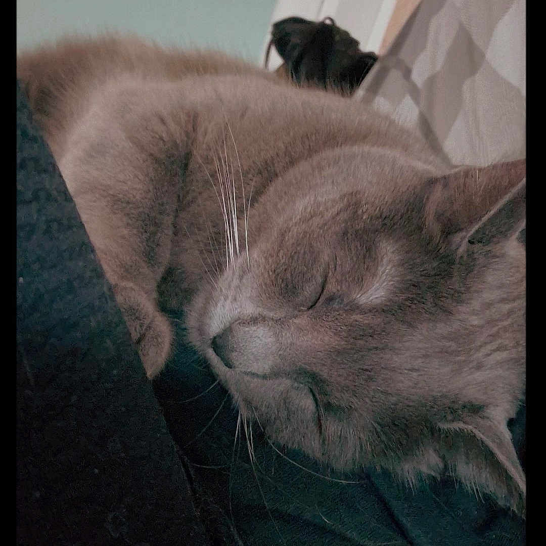 Mist a rejoint le concours — aidez-le/la à gagner de superbes lots ! cat, sleeping, grey_cat, indoor, bedroom, fur, cozy, resting, soft_light, fabric, whiskers, pet, animal, feline, closeup, peaceful, nap, home, door, blanket
