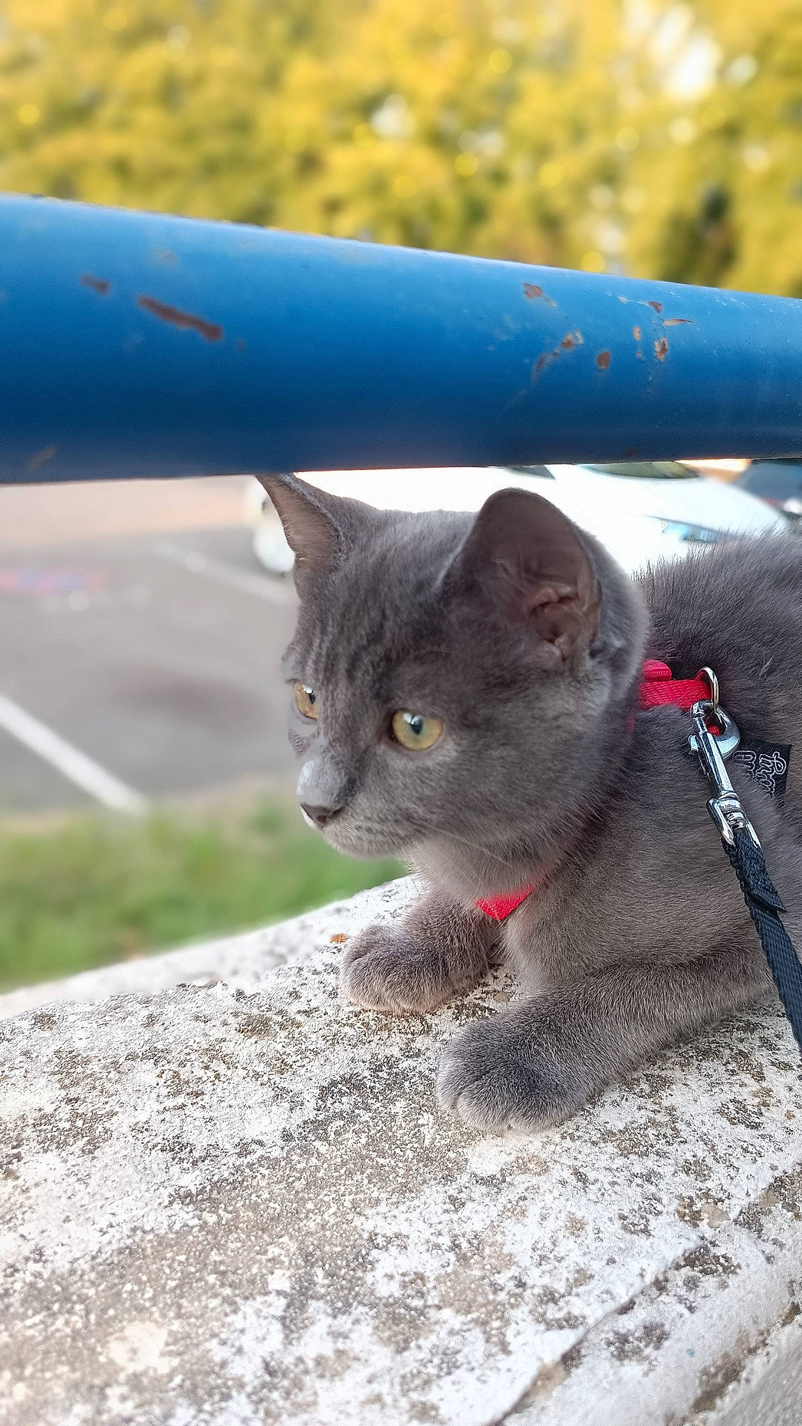 Mist participe au concours pour gagner de l'argent avec cette photo : automotive_tire, black_cat, carnivore, cat, chartreux, claw, domestic_short_haired_cat, fawn, felidae, fur, grass, grey, paw, russian_blue, small_to_medium_sized_cats, snout, tail, terrestrial_animal, whiskers, wildlife