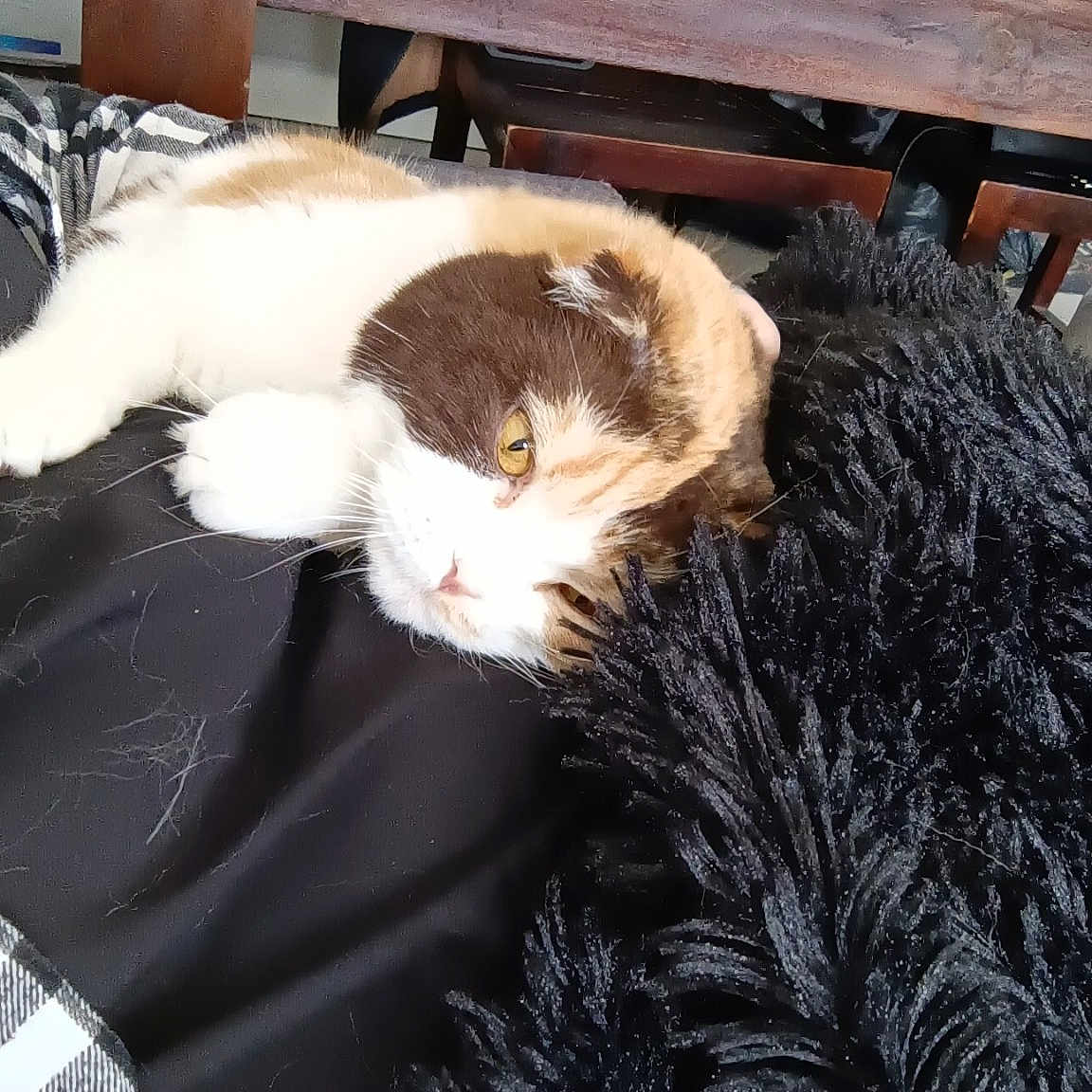 Mimi