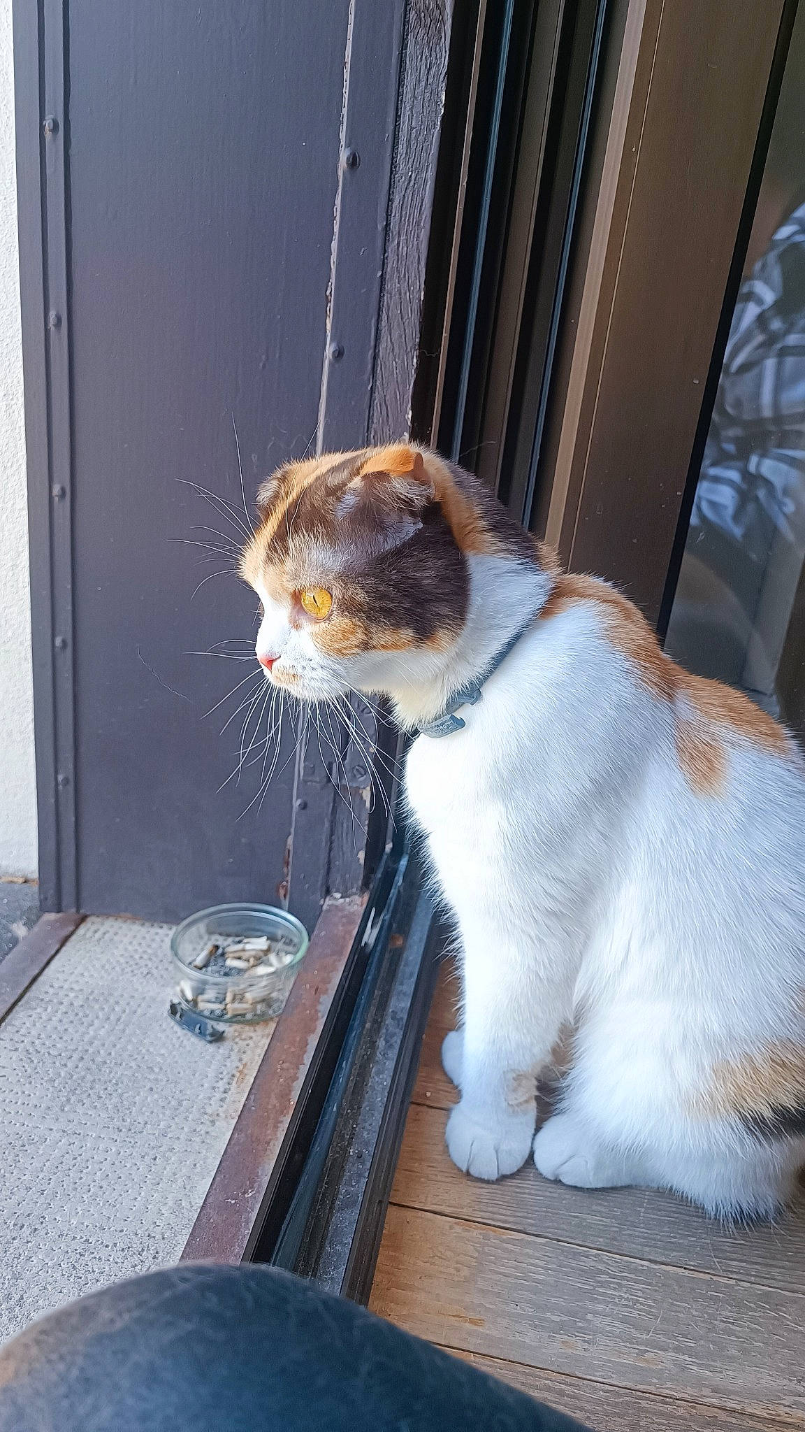 Mimi a rejoint le concours — aidez-le/la à gagner de superbes lots ! carnivore, cat, claw, domestic_short_haired_cat, door, drinking, felidae, flooring, fur, glass, hardwood, paw, sitting, small_to_medium_sized_cats, snout, tableware, tail, whiskers, window, wood