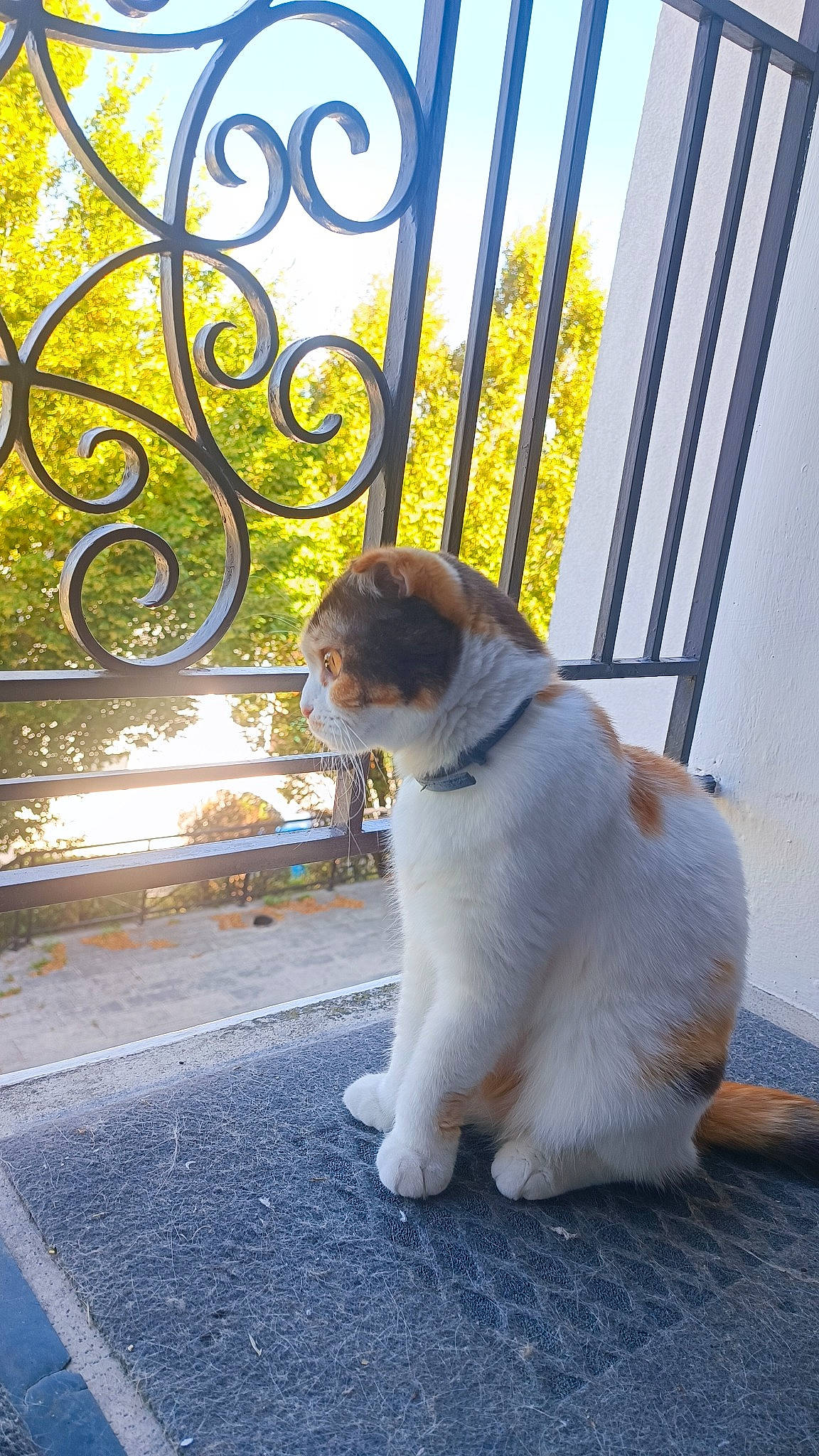 Mimi participe au concours pour gagner de l'argent avec cette photo : carnivore, cat, companion_dog, dog_breed, fawn, felidae, fence, fur, handrail, home_fencing, leaf, metal, road_surface, sky, small_to_medium_sized_cats, sporting_group, tail, tree, whiskers, wood