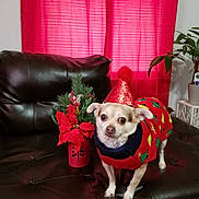 Abby is registered to the contest to win money with this photo: animal, celebration, christmas, christmas_sweater, cozy, cute, decor, dog, festive, floral_arrangement, fur, holiday_decoration, home, indoor, leather_couch, party_hat, pet, plant, red_curtain, small_dog