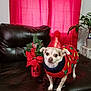 animal, celebration, christmas, christmas_sweater, cozy, cute, decor, dog, festive, floral_arrangement, fur, holiday_decoration, home, indoor, leather_couch, party_hat, pet, plant, red_curtain, small_dog