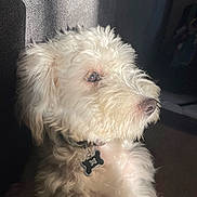 Archie is registered to the contest to win money with this photo: dog, white, fluffy, pet, collar, indoor, sunlight, portrait, closeup, cute, animal, furry, nose, ear, side_view, domestic_animal, young, companion, thoughtful, shadow