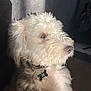 dog, white, fluffy, pet, collar, indoor, sunlight, portrait, closeup, cute, animal, furry, nose, ear, side_view, domestic_animal, young, companion, thoughtful, shadow