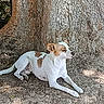 dog, animal, outdoor, tree, nature, sunlight, brown, white, pet, canine, resting, ground, trunk, leaf, shade, quiet, calm, fur, mammal, relaxing