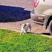 Clyde is registered to the contest to win money with this photo: dog, grass, pavement, car, shadow, outdoor, sunlight, parking_lot, curious, small_dog, sidewalk, vehicle, nature, brown_and_white, canine, daytime, pet, parked_car, road, animal