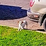 dog, grass, pavement, car, shadow, outdoor, sunlight, parking_lot, curious, small_dog, sidewalk, vehicle, nature, brown_and_white, canine, daytime, pet, parked_car, road, animal
