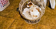 Clyde joined the competition — help win amazing prizes! dog, pet_bed, woven_basket, cushion, tile_floor, laundry_basket, door, indoor, brown_spots, small_dog, collar, resting, animal, home, flooring, comfort, cozy, quiet, relaxed, curled_up