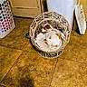 dog, pet_bed, woven_basket, cushion, tile_floor, laundry_basket, door, indoor, brown_spots, small_dog, collar, resting, animal, home, flooring, comfort, cozy, quiet, relaxed, curled_up