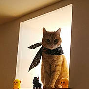 Lenny a rejoint le concours — aidez-le/la à gagner de superbes lots ! cat, orange_tabby, scarf, polka_dot, window, alcove, figurines, yellow, black, orange, sitting, indoor, pet, animal, cute, decor, sill, soft_light, portrait, mammal