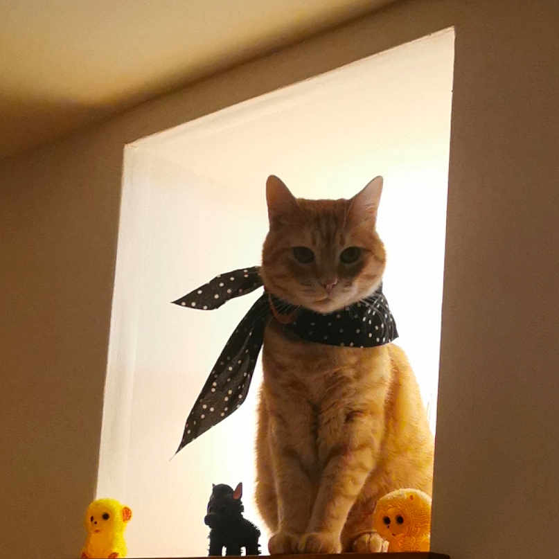 Lenny a rejoint le concours — aidez-le/la à gagner de superbes lots ! cat, orange_tabby, scarf, polka_dot, window, alcove, figurines, yellow, black, orange, sitting, indoor, pet, animal, cute, decor, sill, soft_light, portrait, mammal
