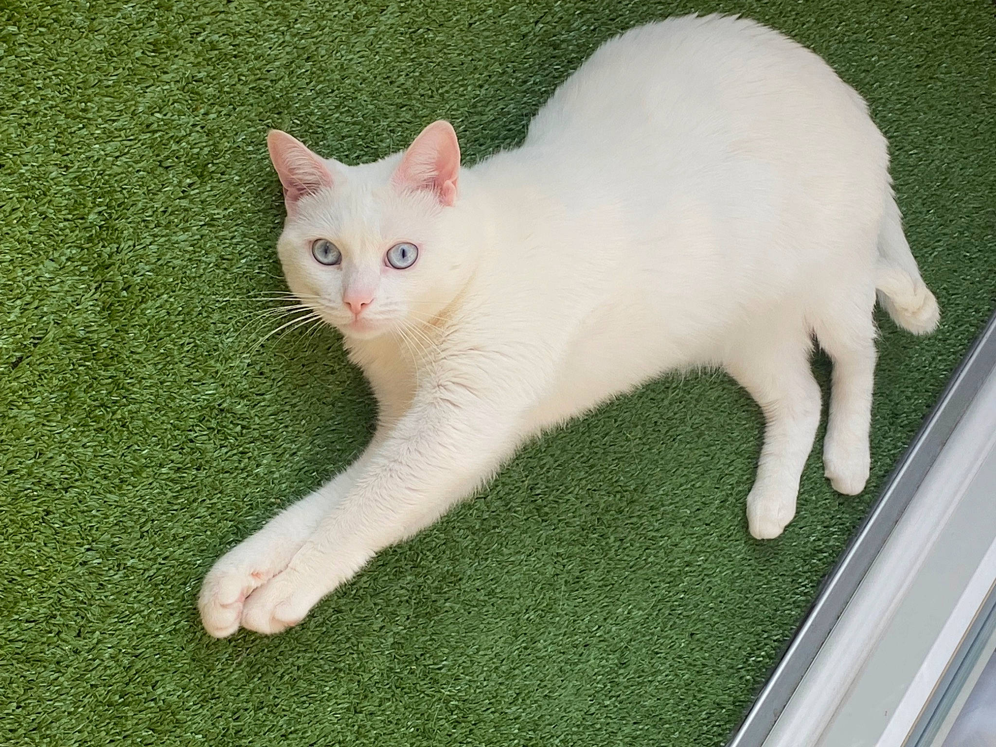 Nikita participe au concours pour gagner de l'argent avec cette photo : carnivore, cat, claw, domestic_short_haired_cat, eye, fawn, felidae, fur, grass, paw, small_to_medium_sized_cats, snout, tail, terrestrial_animal, whiskers