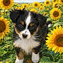 close_up, clouds, dog, eyes, field, flora, fur, greenery, leaf, nature, nose, outdoor, paws, pet, portrait, puppy, sky, summer, sunflower, tricolor