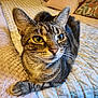animal, bed, blanket, cat, close_up, cozy, cute, domestic_animal, ears, feline, floral_pattern, fur, indoor, paw, pet, quilt, relaxed, resting, tabby_cat, whiskers