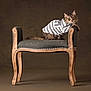 animal, bench, brown_background, cat, cute, ears, eyes, fashion, feline, fur, indoor, pet, portrait, posing, relaxed, sitting, striped_shirt, vintage_furniture, whiskers, wooden_legs